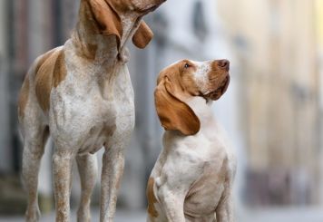 Forgiato dal Vento 