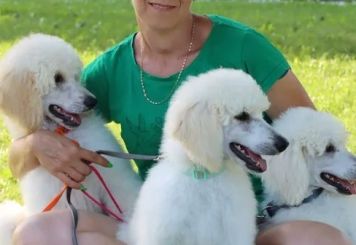 Giant Miracles Poodle Kennel