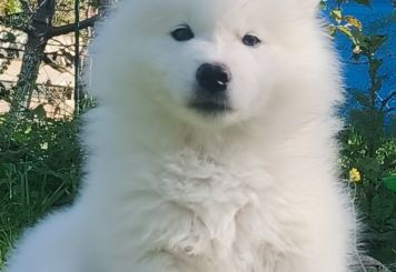 Hoshi Yuki FCI
