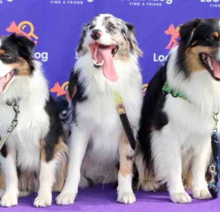 Wystawa Psów w Białymstoku - zdjęcia cz. II