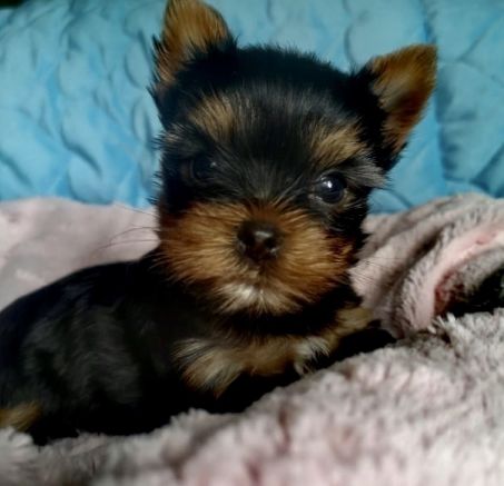 Szczenięta Yorkshire terrier 