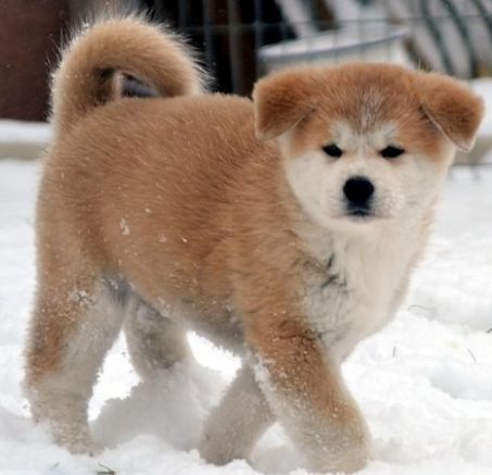 Akita japońska, buldog francuski, border collie zdjęcia