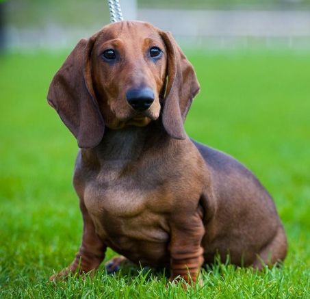 Why buy a dog with a pedigree?
