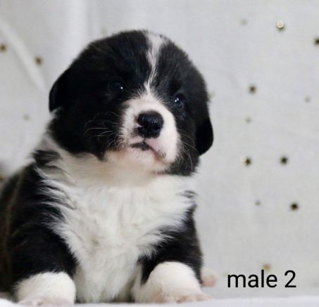 Szczenięta Welsh corgi cardigan