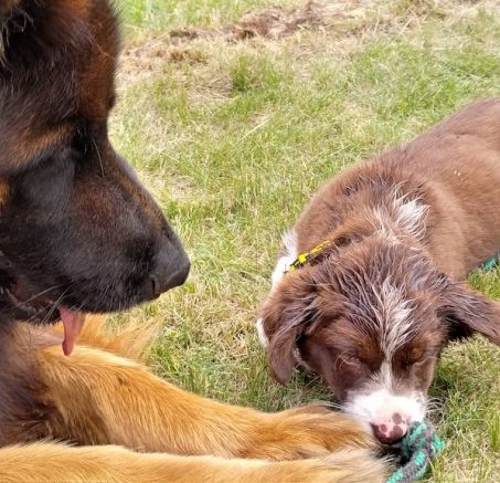 Perros pastores en el pasto - fotos