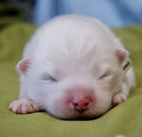 Samoyed - szczenięta