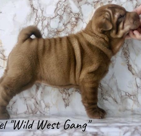  Szczenięta Shar Pei 