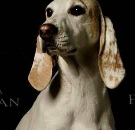 Szczenięta - Porcelaine