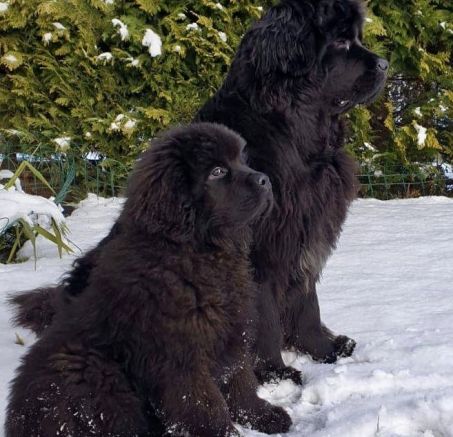 Nowofundland - szczenięta