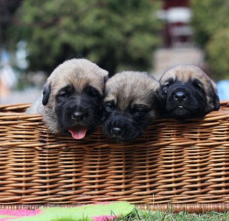 Spanischer Mastiff - Welpen