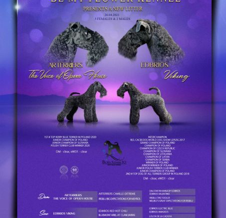 Szczenięta Kerry Blue Terrier