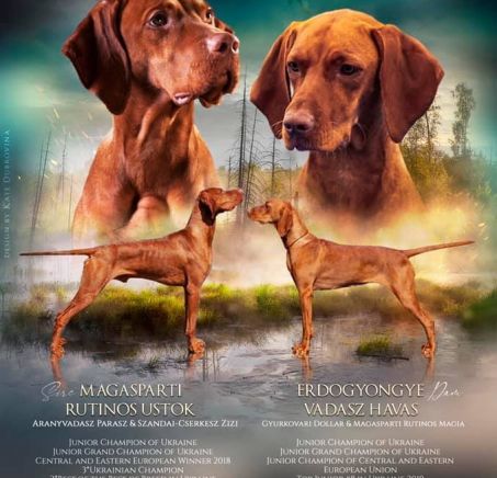 Cachorros - Vizsla de pelo corto