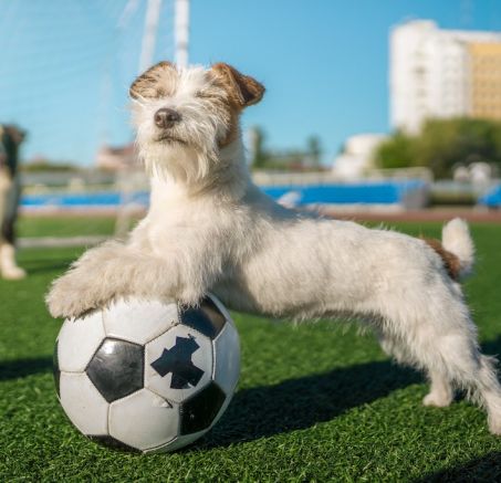O co pytać hodowcę, czyli praktyczny PRZEWODNIK dla kupującego psa
