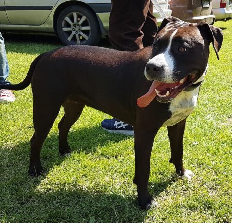 Specjalistyczna Wystawa Terierów Typu Bull