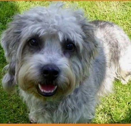 Dandie dinmont terrier - szczenięta 