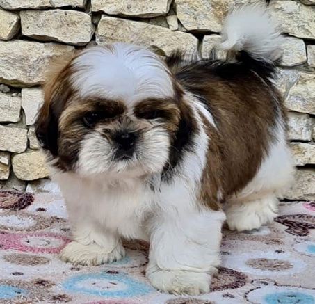 Szczenięta - SHIH TZU
