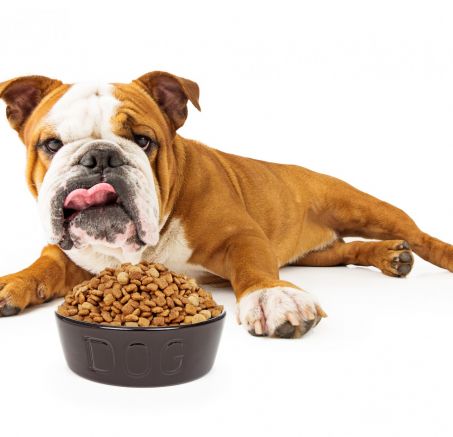 Żywienie psa-podstawy