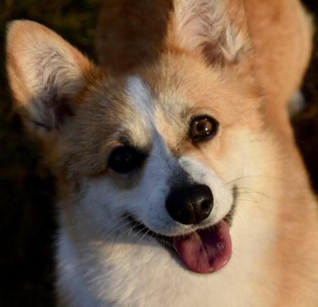 Welsh corgi pembroke - camada planeada