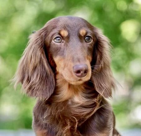 Szczenięta - Jamnik miniaturowy długowłosy