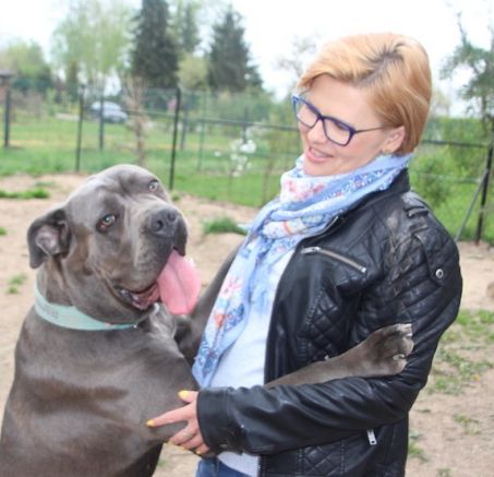 Besuch in der Cane Corso Züchterei Stary Bór