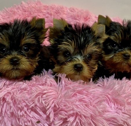 Cachorros - Yorkshire terrier