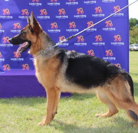 Krajowa Wystawa Owczarków Niemieckich Rypin 2019