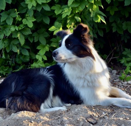 Szczenięta Border collie