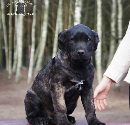 Szczenięta - Cão Fila de São Miguel 