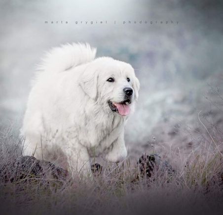 Polski owczarek podhalański