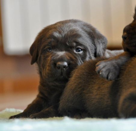 Labrador Retriever - camada planeada