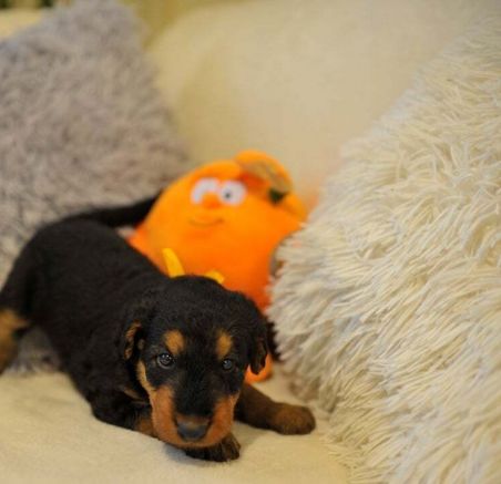 Airedale terrier dostępne szczeniaki