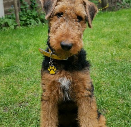 Airedale Terrier - szczeniaki