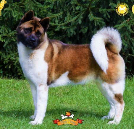 Akita Amerykańska - dostępne szczenięta