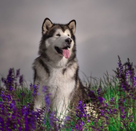 Alaskan Malamute - poznaj ciekawostki o rasie 