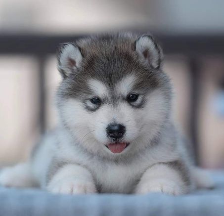  Alaskan Malamute - szczenięta