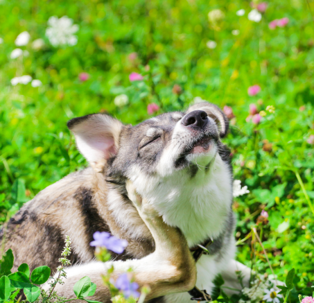 Alergie u psów: Przyczyny, objawy i leczenie
