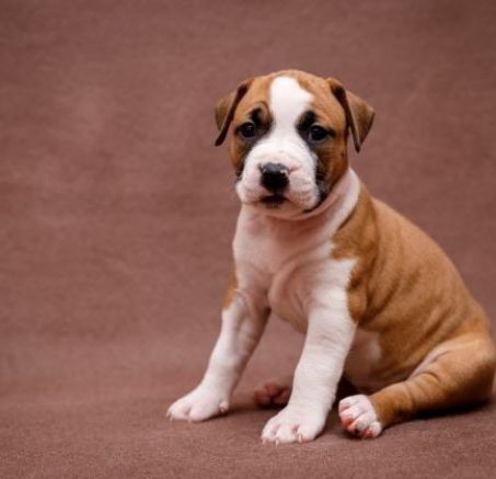 American Staffordshire Terrier