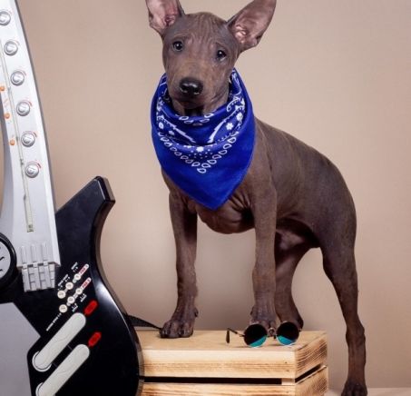 Amerykański terier bezwłosy