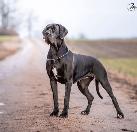 Suczka doga niemieckiego 