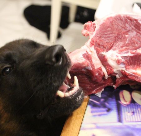 Dragon i jego dieta Barf