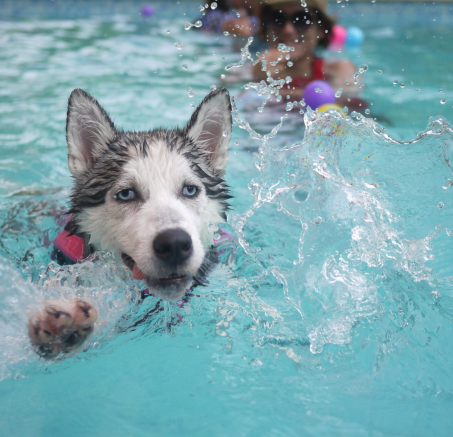 Basen dla psa - idealne rozwiązanie na gorące dni