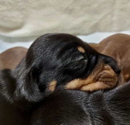 Jamnik króliczy krótkowłosy - szczenięta