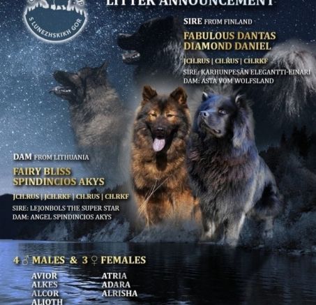 Szczenięta - Eurasier