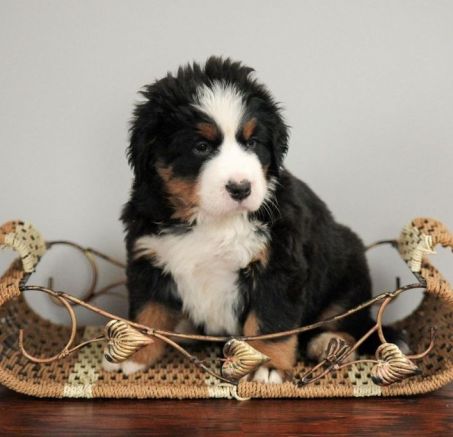 Berneński pies pasterski - dostępne szczeniaki