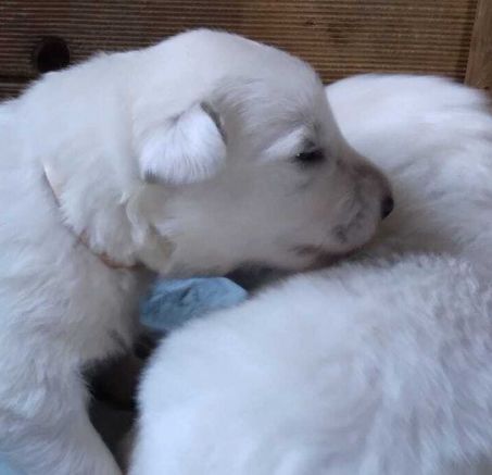 Biały Owczarek Szwajcarski - dostępne szczeniaki