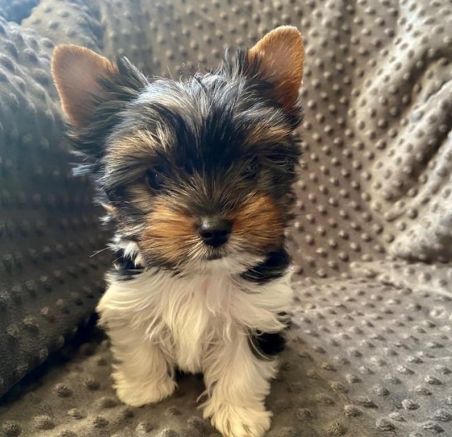 Biewer Yorkshire Terrier a'la Pom Pon szczeniaki