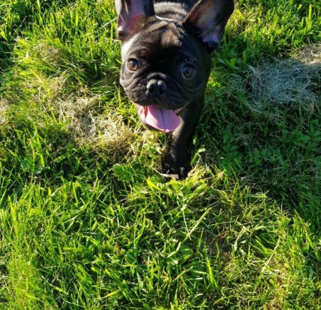 Buldog Francuskie - dostępne szczeniaki