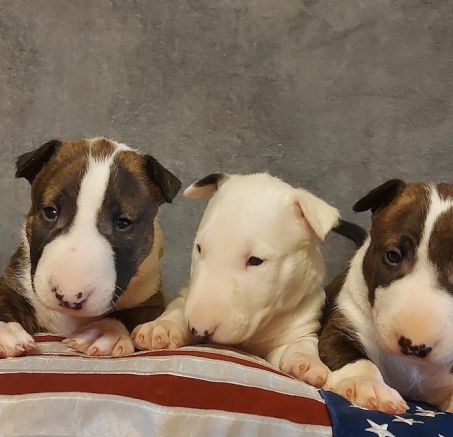 Bulterier - dostępne szczeniaki