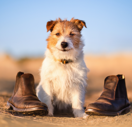 Buty dla psa: nowy wymiar ochrony łap Twojego pupila