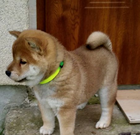 Cachorro SHIBA INU - OJI NO KITSUNE